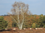 Paardenslenkte
